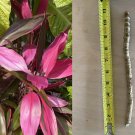 Hawaiian Ti Plant Cuttings | 4 Unrooted Cordyline Fruticosa Stems 5–7 Inch Starters Hawaiian Ti Plant Cuttings | 4 Unrooted Cordyline Fruticosa Stems 5–7 Inch Starters
