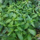 Longevity Spinach Cuttings | 8 Fresh Gynura procumbens Starter Plants 5 Inch Each