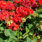 Hardy Red Geranium Cuttings | 5 Fresh 6 Inch Pelargonium Stems with Fragrant Blooms