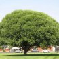 Globe Willow Tree Cuttings | 25 Fresh Salix matsudana Shade or Privacy Tree Starters