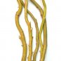 Globe Willow Tree Cuttings | 25 Fresh Salix matsudana Shade or Privacy Tree Starters