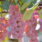 Koshu Grape Vine Cuttings | 5 Vitis vinifera Japanese Variety for Rooting or Grafting