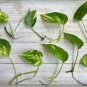 Pothos Leaf Cuttings | 20 Rooted Single Leaves of Epipremnum aureum Houseplant