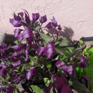 Okinawa Spinach Cuttings | 8 Gynura bicolor Edible Green and Purple Leaf Starter Plants