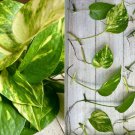 Pothos Leaf Cuttings | 20 Rooted Single Leaves of Epipremnum aureum Houseplant Pothos Leaf Cuttings | 20 Rooted Single Leaves of Epipremnum aureum Houseplant