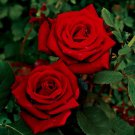Black Cherry Rose Cuttings | 3 Unrooted Rosa Stems for Rooting or Grafting Black Cherry Rose Cuttings | 3 Unrooted Rosa Stems for Rooting or Grafting