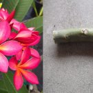 Hawaiian Plumeria Cutting | 1 Pink and Yellow Frangipani Tree Stem 6–8 Inches Hawaiian Plumeria Cutting | 1 Pink and Yellow Frangipani Tree Stem 6–8 Inches