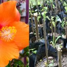 Hibiscus moscheutos Cuttings | 7 Rose Mallow Starter Stems, Malvaceae Family Hibiscus moscheutos Cuttings | 7 Rose Mallow Starter Stems, Malvaceae Family