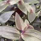 Dark Desire Wandering Dude | Tradescantia Jose Puig Rare Plant | 2 Rooted Cuttings