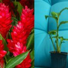 Hawaiian Red Ginger Plant | Alpinia purpurata Small Rooted Starter for Tropical Garden Hawaiian Red Ginger Plant | Alpinia purpurata Small Rooted Starter for Tropical Garden