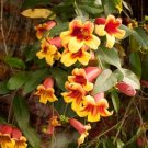 Crossvine Cuttings | 12 Bignonia Trumpet Flowering Vine Starter Stems for Garden Trellis Crossvine Cuttings | 12 Bignonia Trumpet Flowering Vine Starter Stems for Garden Trellis