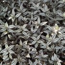 Tradescantia Zebrina Cuttings | 20 Stem Starter Pieces | Wandering Dude Houseplant Vine