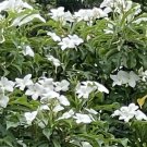 Bridal Bouquet Plumeria | 2 Unrooted Cuttings 8–10" | Pudica Frangipani Tropical Starter Bridal Bouquet Plumeria | 2 Unrooted Cuttings 8–10" | Pudica Frangipani Tropical Starter