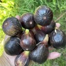 Kathleen’s Black Grape Vine Cutting | 8"+ Stem with 3 Nodes | Fruiting Vineyard Starter Kathleen’s Black Grape Vine Cutting | 8"+ Stem with 3 Nodes | Fruiting Vineyard Starter