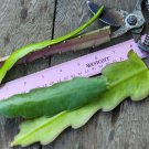 Epiphyllum ‘Sonoma Sunshine’ | Rare Orchid Cactus Unrooted Cutting | Exotic Flower Starter Epiphyllum ‘Sonoma Sunshine’ | Rare Orchid Cactus Unrooted Cutting | Exotic Flower Starter