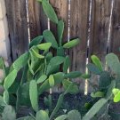 Prickly Pear Cactus Pads | Opuntia ficus-indica | 5 Edible Pads for Planting or Growing