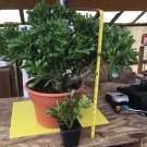 Hobbit Jade Plant Cuttings | 4 Crassula Ovata Starter Stems | Lucky Friendship Money Tree Hobbit Jade Plant Cuttings | 4 Crassula Ovata Starter Stems | Lucky Friendship Money Tree