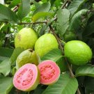 Pink Guava Tree Live Plant | Psidium Guajava Starter 7–8" | Tropical Sweet Fruit Plant Pink Guava Tree Live Plant | Psidium Guajava Starter 7–8" | Tropical Sweet Fruit Plant