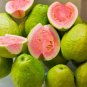 Pink Guava Tree Live Plant | Psidium Guajava Starter 7–8" | Tropical Sweet Fruit Plant
