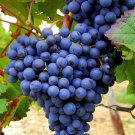 Blueberry Taste Grape Vine Cuttings | 10 Fresh Stems | Rare Fruiting Variety for Propagation
