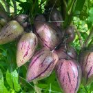 6 Pepino Melon Cuttings | Purple Stripey Variety | Fresh Live Plant Starter for Home Garden 6 Pepino Melon Cuttings | Purple Stripey Variety | Fresh Live Plant Starter for Home Garden