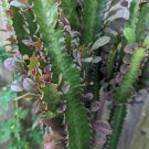 2 Euphorbia Trigona Cuttings | Dragon Bone Elkhorn Succulent Cactus Plant Starter 8" 2 Euphorbia Trigona Cuttings | Dragon Bone Elkhorn Succulent Cactus Plant Starter 8"