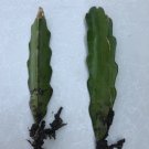 2 White Dragon Fruit Cuttings | 6" Live Plant Starter | Hylocereus Cactus Ready to Grow