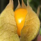 6 Golden Berry Cuttings | Cape Gooseberry Physalis Peruviana | Fresh Pineapple Ground Cherry Starter