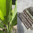 6 Green Ti Leaf Cuttings | Hawaii-Grown Cordyline Fruticosa Manoa Variety | 6–7" Logs