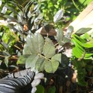 Black Raven ZZ Plant Cutting | Zamioculcas Zamiifolia | 2-Node Fresh Starter Houseplant Black Raven ZZ Plant Cutting | Zamioculcas Zamiifolia | 2-Node Fresh Starter Houseplant