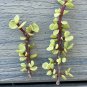 Rainbow Variegated Elephant Bush | 2 Dwarf Jade Plant Cuttings 4" | Colorful Succulent Starter