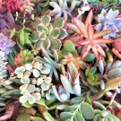 20 Succulent Cuttings | Mixed 20 Varieties | Healthy 2–5" Fresh Unrooted Plant Starters