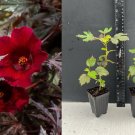 Mahogany Splendor Hibiscus | Red Leaf Hardy Hibiscus | Small Rooted Starter Plant Mahogany Splendor Hibiscus | Red Leaf Hardy Hibiscus | Small Rooted Starter Plant