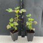 Mahogany Splendor Hibiscus | Red Leaf Hardy Hibiscus | Small Rooted Starter Plant