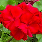 Red Pelargonium Geranium | 3 Live 6" Unrooted Cuttings | Flowering Ornamental Plant Red Pelargonium Geranium | 3 Live 6" Unrooted Cuttings | Flowering Ornamental Plant