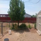 30 Hybrid Poplar Cuttings | Live Cottonless Populus Tree Starters | Easy to Root Fast Grower 30 Hybrid Poplar Cuttings | Live Cottonless Populus Tree Starters | Easy to Root Fast Grower