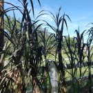 6 Red Napier Grass Cuttings | Pennisetum purpureum | Live Ornamental or Fodder Starter 6 Red Napier Grass Cuttings | Pennisetum purpureum | Live Ornamental or Fodder Starter