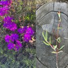 12 Creeping Ice Plant Cuttings | Delosperma Succulent | Purple Pink Ground Cover Starter 12 Creeping Ice Plant Cuttings | Delosperma Succulent | Purple Pink Ground Cover Starter