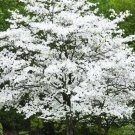 10 White Flowering Dogwood Cuttings – Unrooted Cornus florida Ornamental Tree Starter 10 White Flowering Dogwood Cuttings – Unrooted Cornus florida Ornamental Tree Starter
