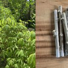 5 Cassava Yuca Cuttings – Fresh Manihot esculenta Stems for Planting & Rooting 5 Cassava Yuca Cuttings – Fresh Manihot esculenta Stems for Planting & Rooting