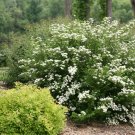 White Wedding Cake Spirea Cuttings – 10 Unrooted 6–8" Ornamental Shrub Starter Stems White Wedding Cake Spirea Cuttings – 10 Unrooted 6–8" Ornamental Shrub Starter Stems