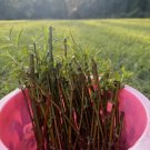 Weeping Willow Cutting – Live Salix babylonica Tree Starter, Fast-Growing Shade Tree