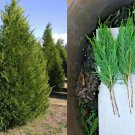 Leyland Cypress Cuttings – 40 Fresh 6–8" Cuprocyparis Tree Stems for Privacy Screens Leyland Cypress Cuttings – 40 Fresh 6–8" Cuprocyparis Tree Stems for Privacy Screens