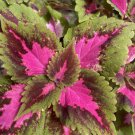 Coleus Plant – 2 Rooted Live Ornamental Foliage in 2" Pot for Outdoor Garden