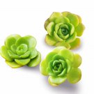 Aeonium ‘Lily Pad’ Succulent Cuttings – 3 Live Clippings for Indoor or Outdoor Décor