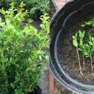 Japanese Boxwood Cuttings – 12 Unrooted Buxus microphylla Stems for Hedge & Borders Japanese Boxwood Cuttings – 12 Unrooted Buxus microphylla Stems for Hedge & Borders