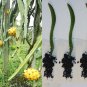 Yellow Dragon Fruit Seedlings – 3 Live Rooted Cactus Plants, 4" Starter Dragonfruit