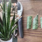 Snake Plant Cuttings – 4 Sansevieria Leaf Starters for Easy Rooting & Indoor Décor Snake Plant Cuttings – 4 Sansevieria Leaf Starters for Easy Rooting & Indoor Décor