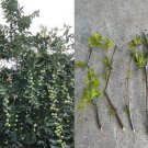 Lang Jujube Tree Cuttings – 5 Unrooted Ziziphus jujuba Stems for Planting Lang Jujube Tree Cuttings – 5 Unrooted Ziziphus jujuba Stems for Planting