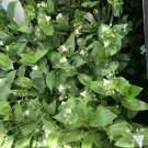 Tradescantia Cuttings – 10 Live Green Wandering Jew Stems for Rooting & Propagation Tradescantia Cuttings – 10 Live Green Wandering Jew Stems for Rooting & Propagation